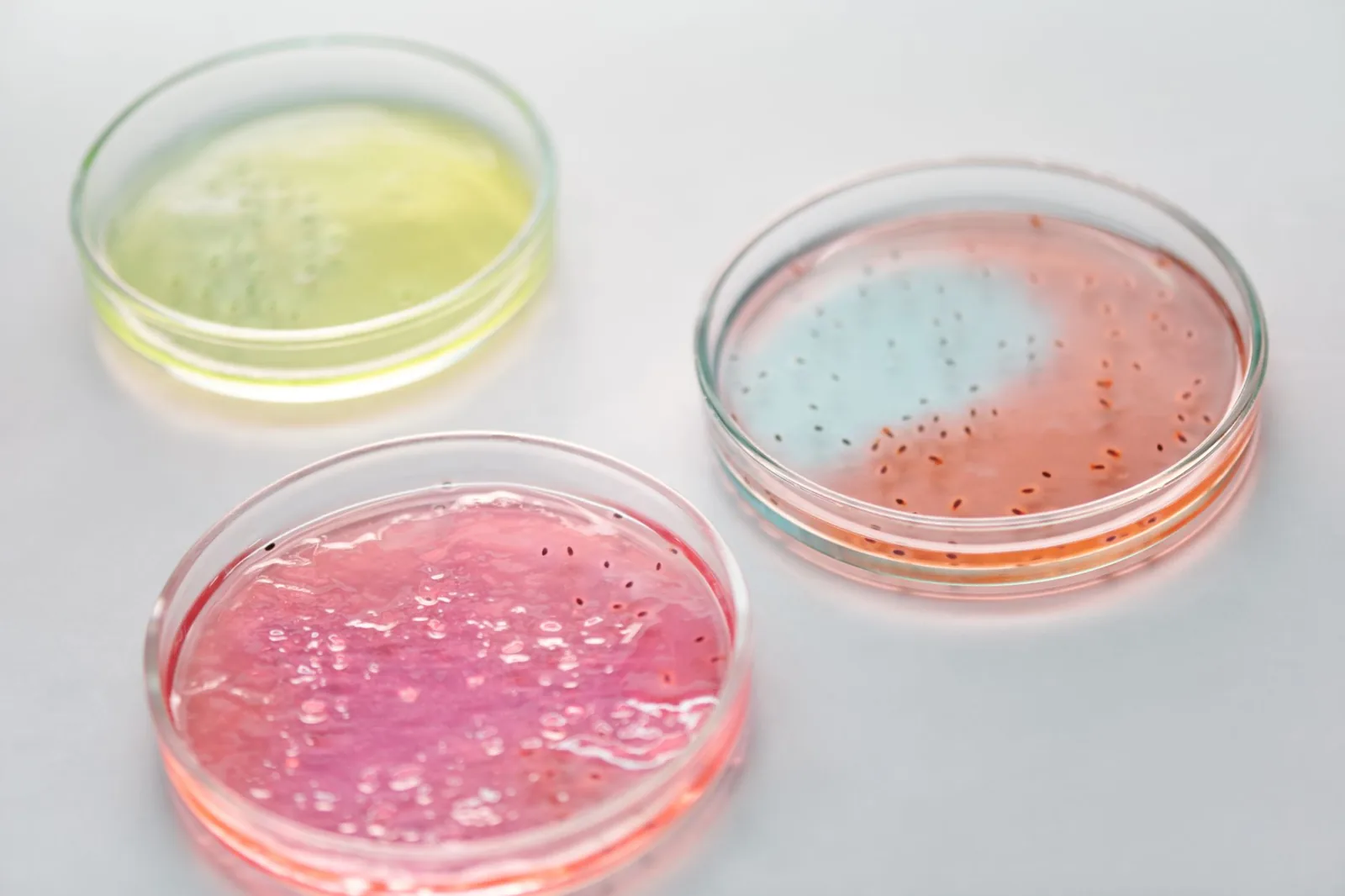 Who actually makes you ill: Salmonella, Campylobacter and Listeria