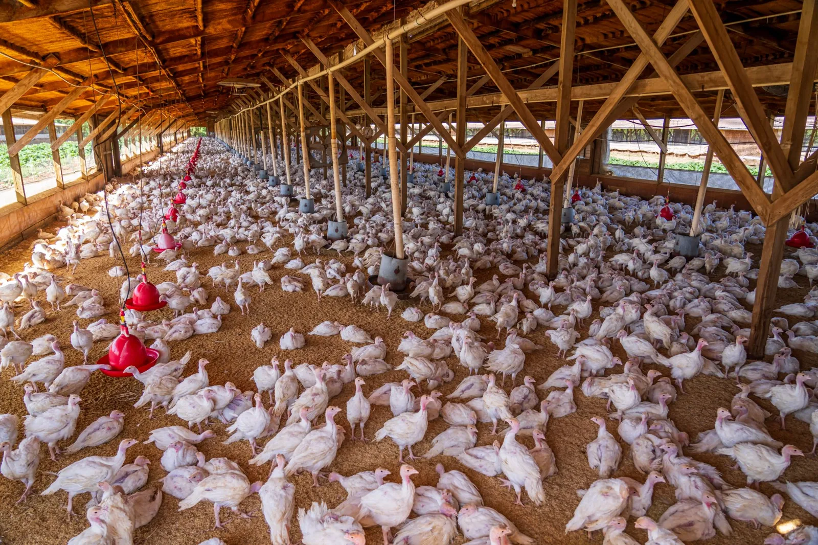 Chicken production from farm to market